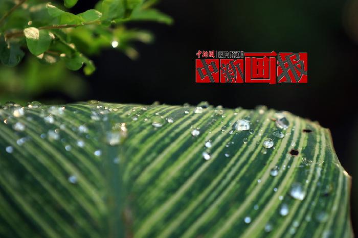 【中新画报】草木挂清露 山川敛秋色