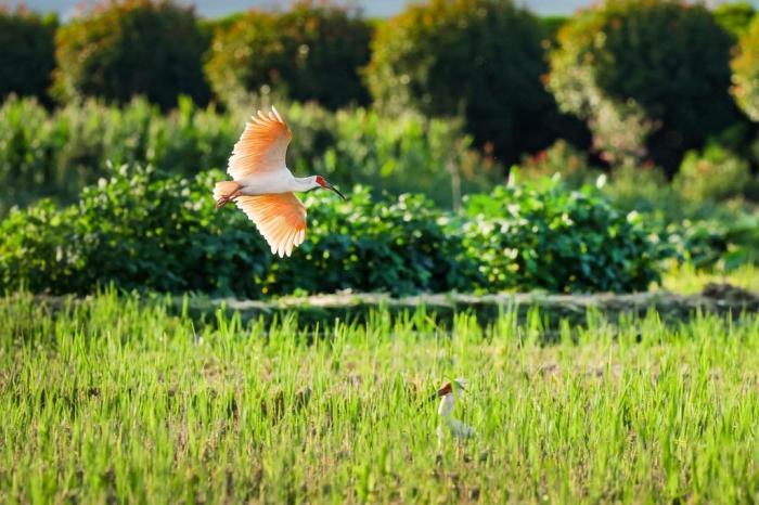 秦巴稻田内朱鹮惬意飞舞