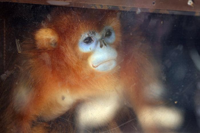 法国博瓦勒动物园迎来三只中国金丝猴